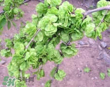 榆錢可以治什么病?榆錢能治哪些病? 榆錢可以治什么病?榆錢能治哪些病?