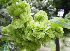 榆錢可以治什么病?榆錢能治哪些病? 榆錢可以治什么病?榆錢能治哪些病?