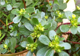 馬齒莧能治前列腺炎嗎？馬齒莧可以治前列腺炎嗎？