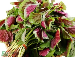 莧菜怎么摘？莧菜怎么處理