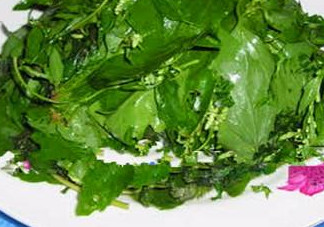 灰灰菜有什么功效？灰灰菜的功效與作用