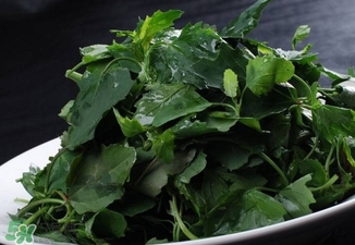 灰菜有毒嗎？不能吃的灰菜圖片