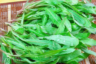 吃曲曲菜有什么好處？吃曲曲菜好嗎？