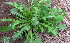 吃曲曲菜有什么好處？吃曲曲菜好嗎？