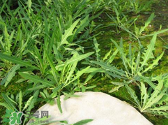 吃曲曲菜有什么好處？吃曲曲菜好嗎？