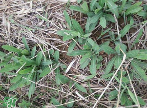 曲曲菜有什么功效？曲曲菜的功效與禁忌