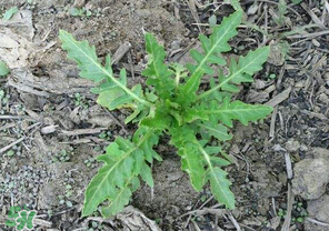 曲曲菜有什么功效？曲曲菜的功效與禁忌