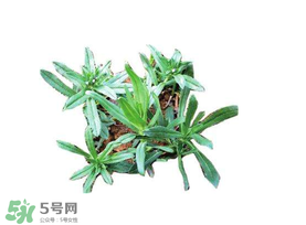 曲曲菜有什么功效？曲曲菜的功效與禁忌