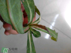 曲曲菜是蒲公英嗎？曲曲菜是不是蒲公英？