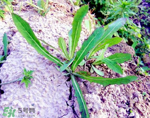 曲曲菜是蒲公英嗎？曲曲菜是不是蒲公英？