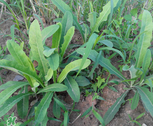 曲曲菜是苦菜嗎？曲曲菜和苦菜有什么區(qū)別？