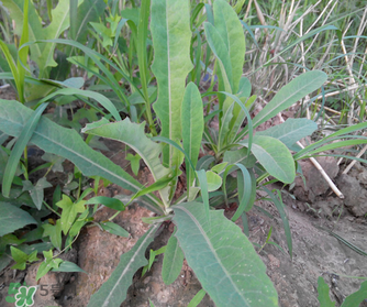 曲曲菜是苦菜嗎？曲曲菜和苦菜有什么區(qū)別？