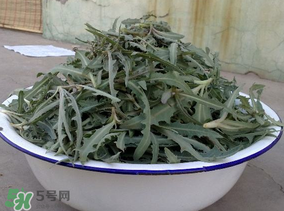 苦苦菜和蒲公英的區(qū)別 苦苦菜和蒲公英有什么區(qū)別？