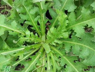 苦苦菜和蒲公英的區(qū)別 苦苦菜和蒲公英有什么區(qū)別？