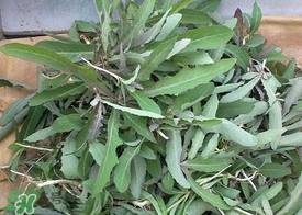 曲曲菜和花菜相克嗎？曲曲菜不能和花菜一起吃嗎？