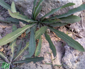 曲曲菜和花菜相克嗎？曲曲菜不能和花菜一起吃嗎？