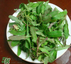 曲曲菜能炒雞蛋吃嗎？曲曲菜可以炒雞蛋嗎？