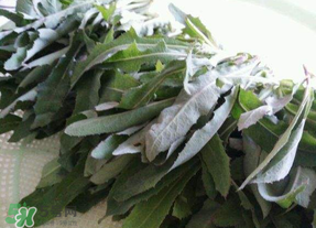 曲曲菜能炒雞蛋吃嗎？曲曲菜可以炒雞蛋嗎？