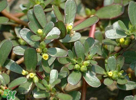 馬齒莧能治蕁麻疹嗎？馬齒莧可以治蕁麻疹嗎？