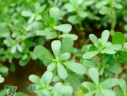 馬齒莧能治蕁麻疹嗎？馬齒莧可以治蕁麻疹嗎？