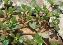 馬齒莧能治蕁麻疹嗎？馬齒莧可以治蕁麻疹嗎？