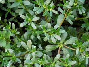 馬齒莧能治前列腺炎嗎？馬齒莧可以治前列腺炎嗎？