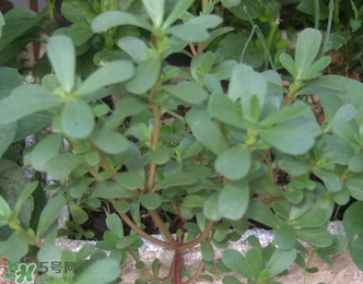 馬齒莧能治前列腺炎嗎？馬齒莧可以治前列腺炎嗎？