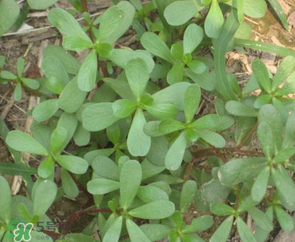 馬齒莧能治前列腺炎嗎？馬齒莧可以治前列腺炎嗎？