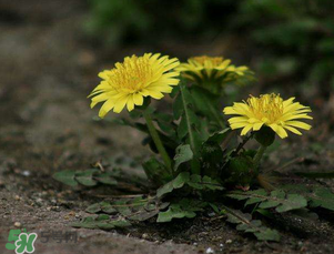 婆婆丁能和枸杞一起泡水喝嗎？婆婆丁枸杞泡水的功效