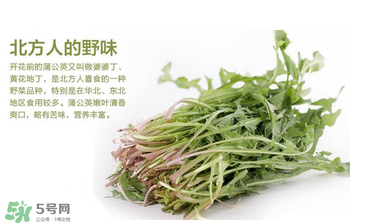 婆婆丁能和枸杞一起泡水喝嗎？婆婆丁枸杞泡水的功效