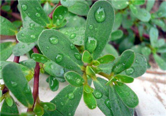 馬齒莧能治蕁麻疹嗎？馬齒莧可以治蕁麻疹嗎？