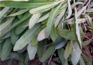 曲曲菜能炒雞蛋吃嗎？曲曲菜可以炒雞蛋嗎？