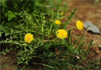 婆婆丁能和枸杞一起泡水喝嗎？婆婆丁枸杞泡水的功效