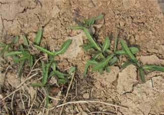 曲曲菜是苦菜嗎？曲曲菜和苦菜有什么區(qū)別？