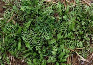 曲曲菜是蒲公英嗎？曲曲菜是不是蒲公英？