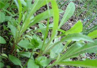 吃曲曲菜有什么好處？吃曲曲菜好嗎？