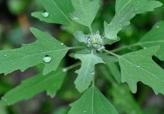 灰菜有毒嗎？不能吃的灰菜圖片