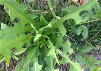 苦苦菜和蒲公英的區(qū)別 苦苦菜和蒲公英有什么區(qū)別？