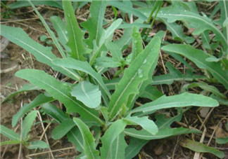 曲曲菜有什么功效？曲曲菜的功效與禁忌