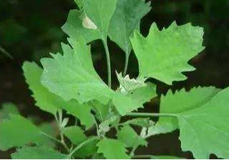 灰灰菜有什么功效？灰灰菜有什么營養(yǎng)價值