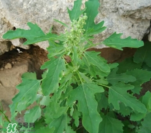 灰灰菜是什么樣子？灰灰菜圖片