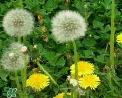 蒲公英泡水喝對(duì)胃好嗎?蒲公英泡水喝對(duì)胃怎樣? 蒲公英泡水喝對(duì)胃好嗎?蒲公英泡水喝對(duì)胃怎樣?