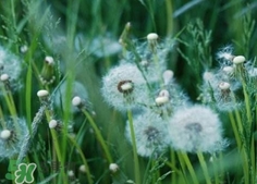 蒲公英泡水喝對(duì)胃好嗎?蒲公英泡水喝對(duì)胃怎樣? 蒲公英泡水喝對(duì)胃好嗎?蒲公英泡水喝對(duì)胃怎樣?