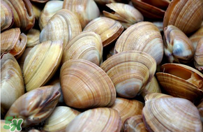 花甲和文蛤哪個好吃？花甲和文蛤的區(qū)別