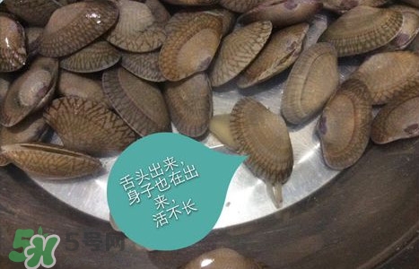 芒果螺怎么清洗？芒果螺怎么吃