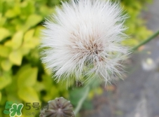 蒲公英可以和紅棗一起泡水喝嗎?蒲公英紅棗泡水的功效 蒲公英可以和紅棗一起泡水喝嗎?蒲公英紅棗泡水的功效