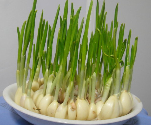 蒜苗是發(fā)物嗎？蒜苗是不是發(fā)物