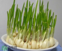 蒜苗屬于堿性食物嗎？蒜苗是酸性還是堿性