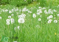 蒲公英可以和金銀花一起泡水喝嗎?蒲公英金銀花泡水的功效 蒲公英可以和金銀花一起泡水喝嗎?蒲公英金銀花泡水的功效