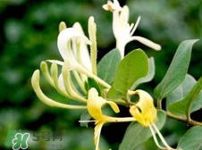 蒲公英可以和金銀花一起泡水喝嗎?蒲公英金銀花泡水的功效 蒲公英可以和金銀花一起泡水喝嗎?蒲公英金銀花泡水的功效